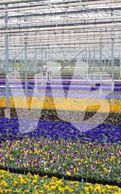 bloemen en planten vvbvanbree     1080